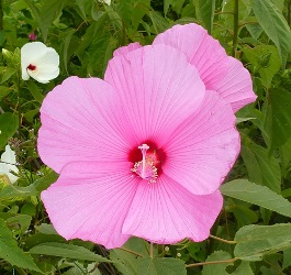 Pink Flowered Crimson-Eyed Rosemallow, Swamp Mallow, Hibiscus moscheutos (pink form)